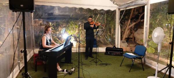 VIOLIN - 24 lessons Course (45 min, IND)